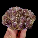 specimen video