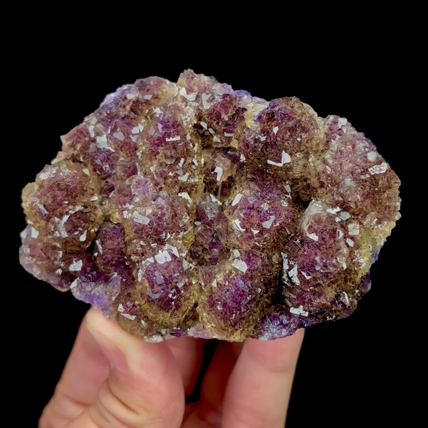specimen video