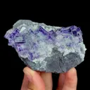 specimen video