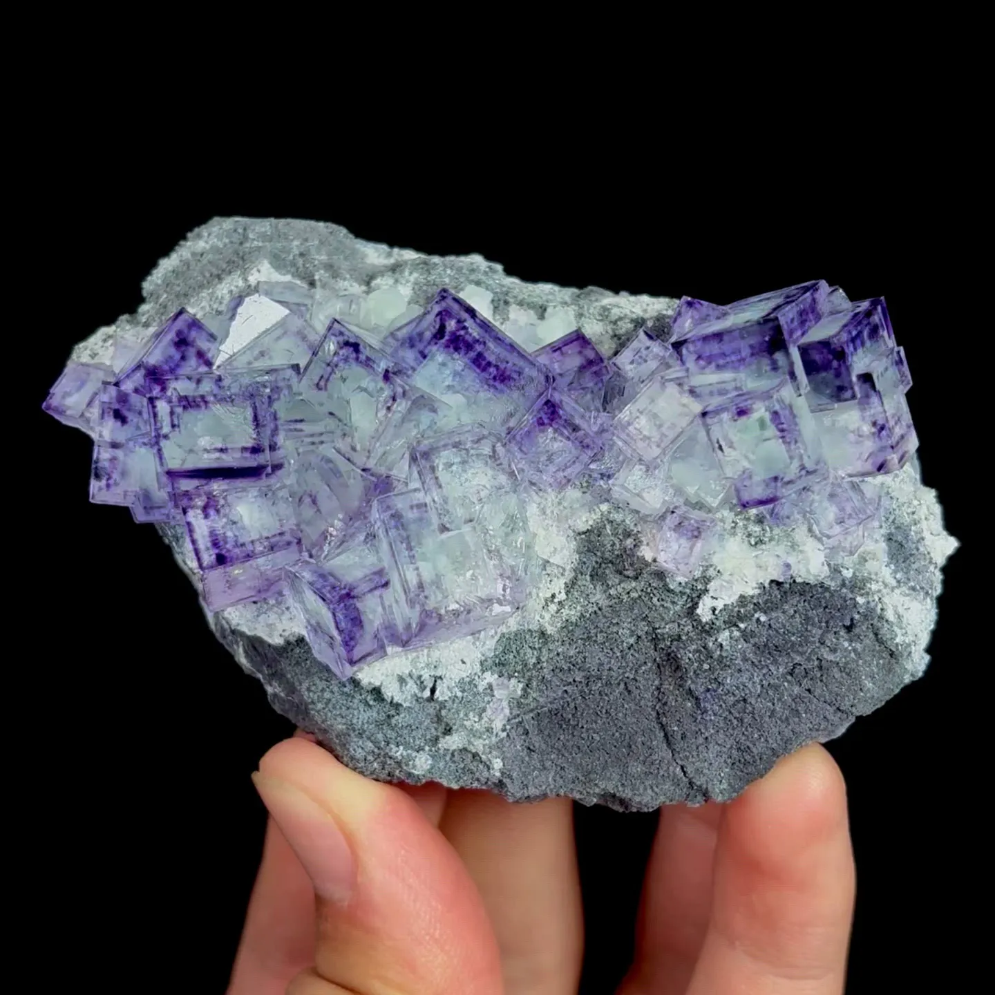 specimen video