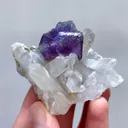 specimen video