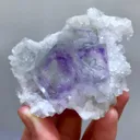 specimen video