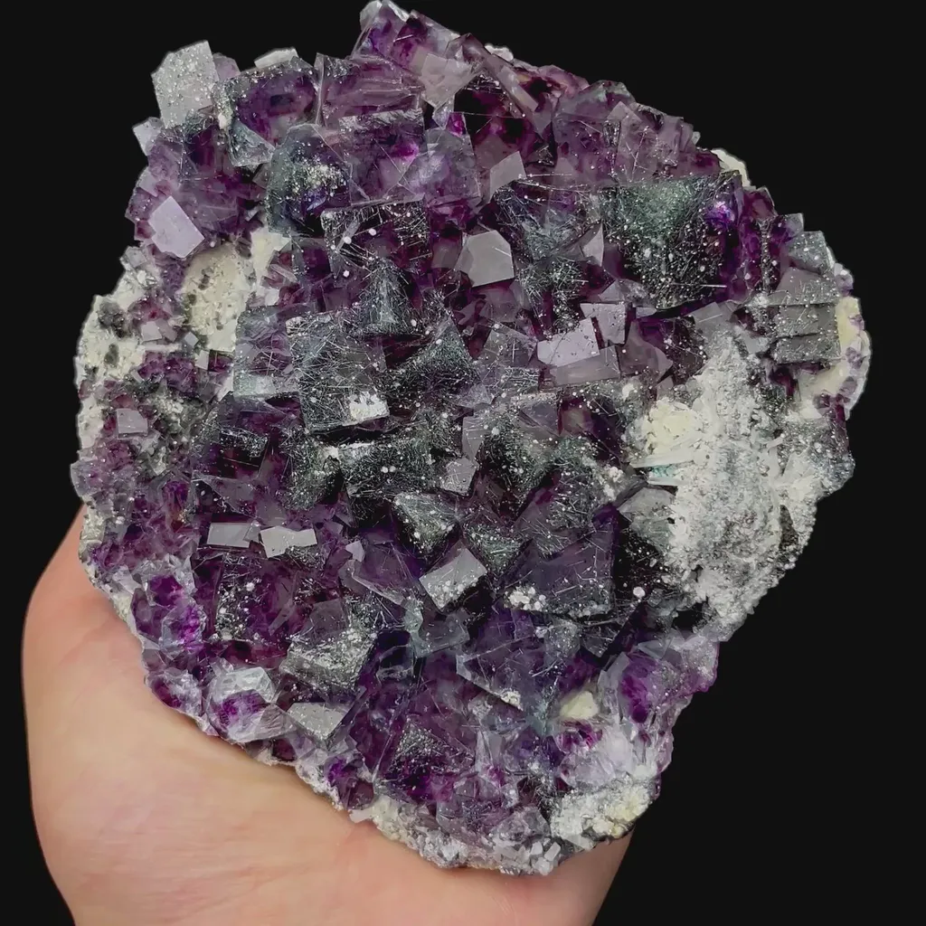 specimen video