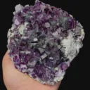 specimen video