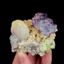 specimen video