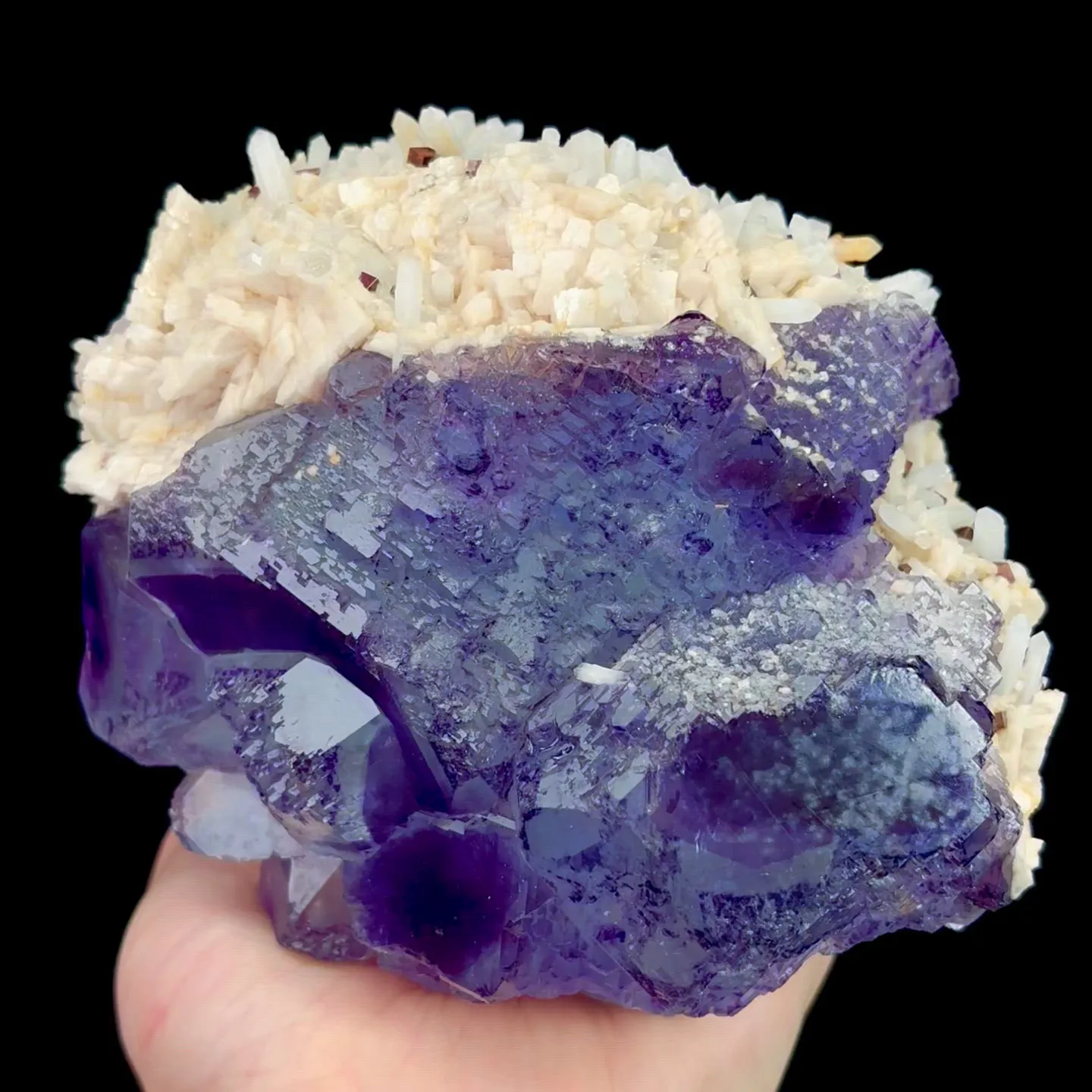 specimen video
