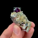 specimen video