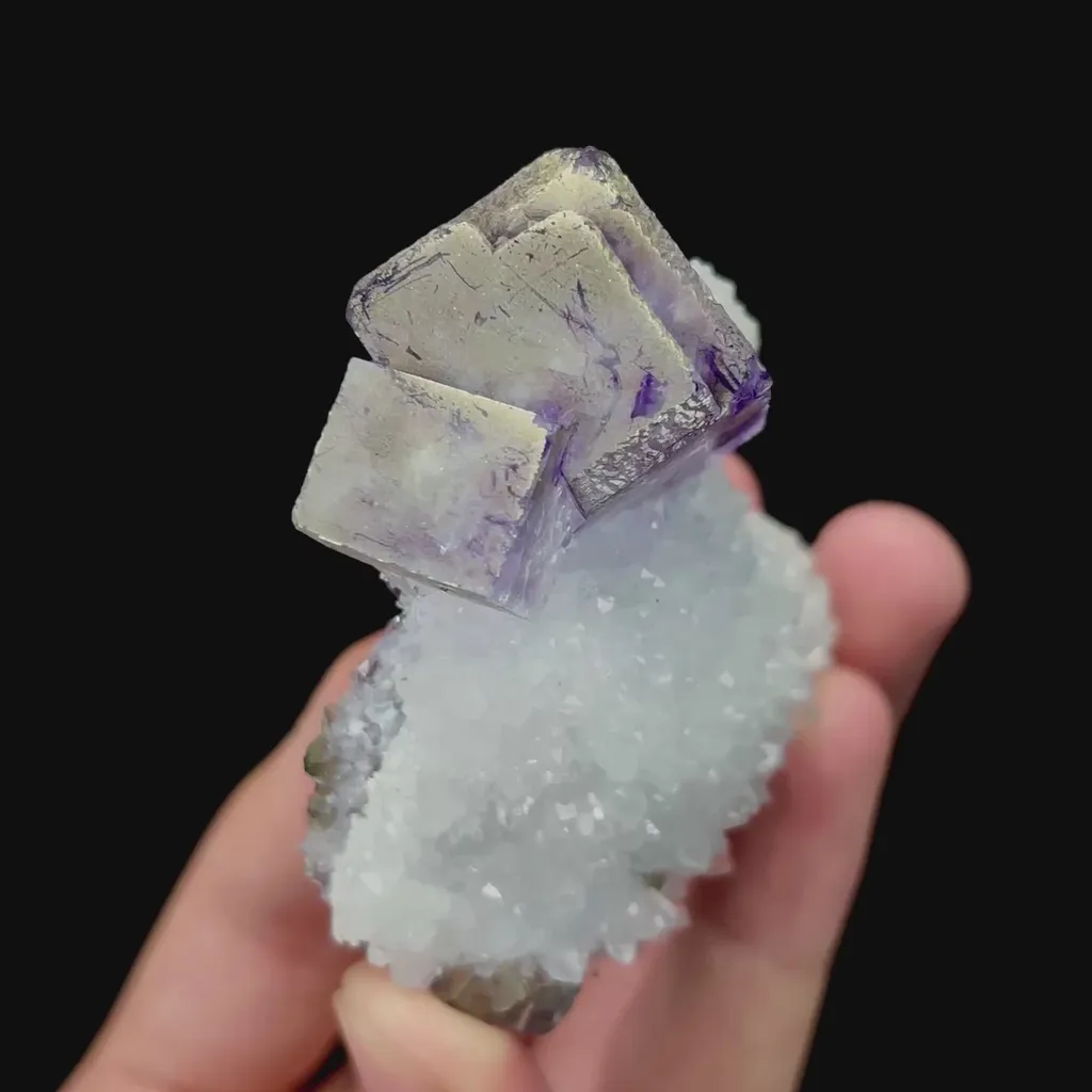 specimen video