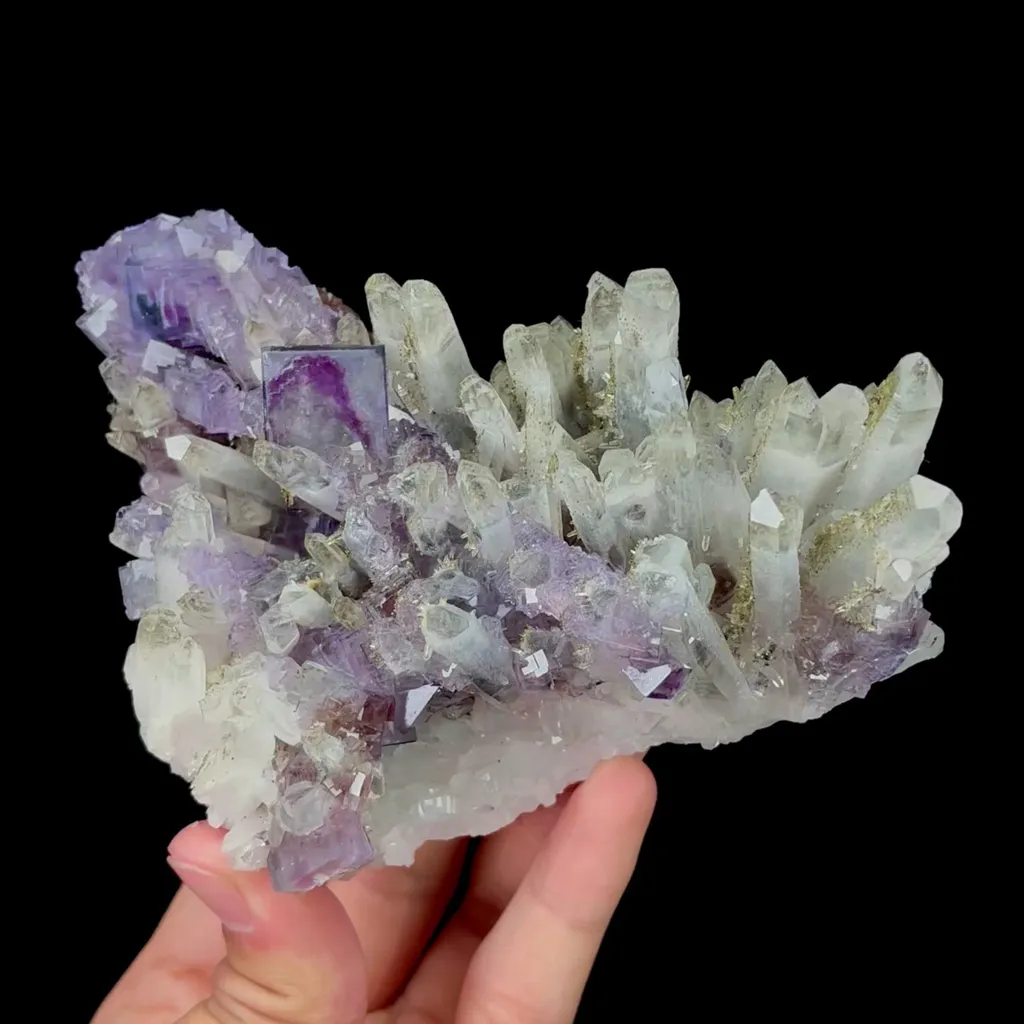specimen video