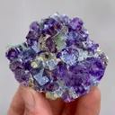 specimen video