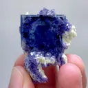 specimen video