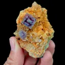 specimen video