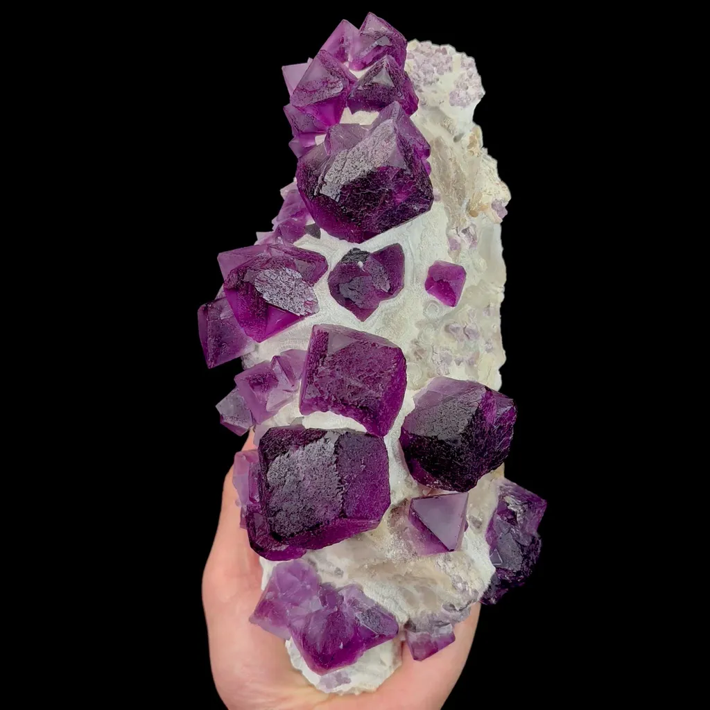 specimen video