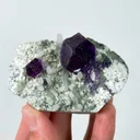 specimen video