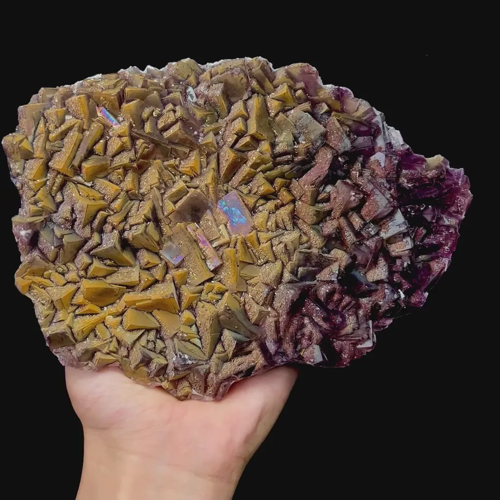 specimen video