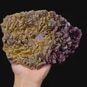 specimen video