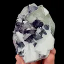 specimen video