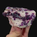 specimen video
