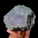 specimen video