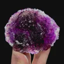 specimen video