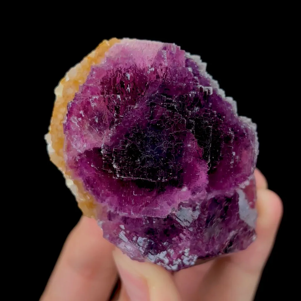 specimen video