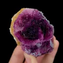 specimen video
