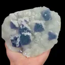 specimen video