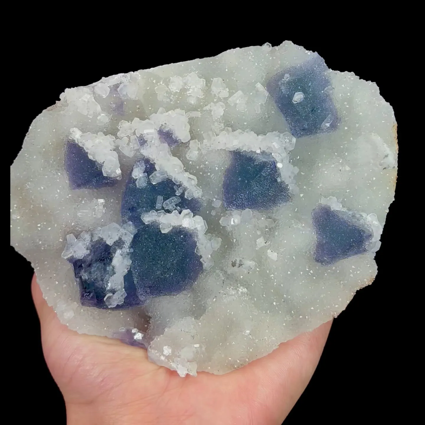 specimen video