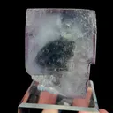 specimen video