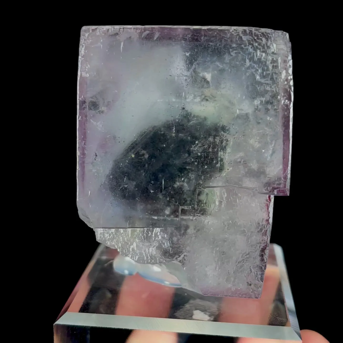 specimen video