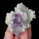 specimen video