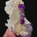 specimen video