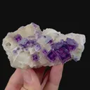 specimen video