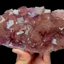 specimen video