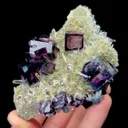 specimen video