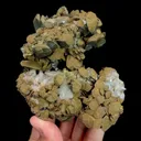specimen video