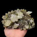 specimen video
