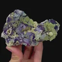 specimen video
