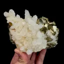 specimen video