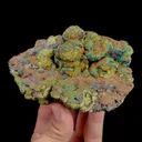 specimen video