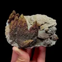 specimen video