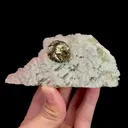 specimen video