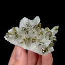 specimen video