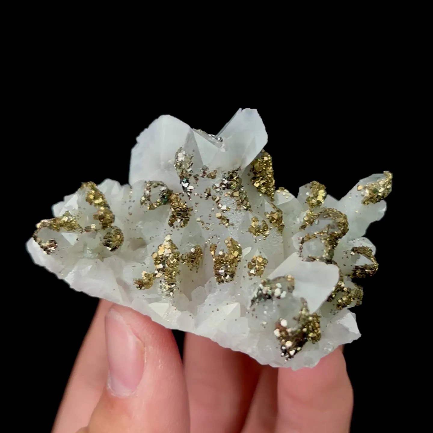 specimen video