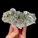 specimen video