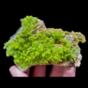 specimen video
