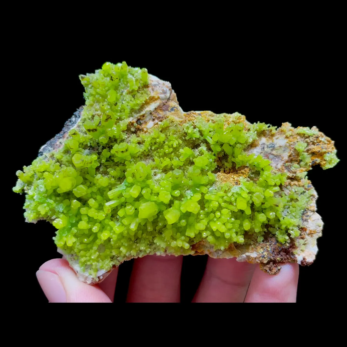 specimen video
