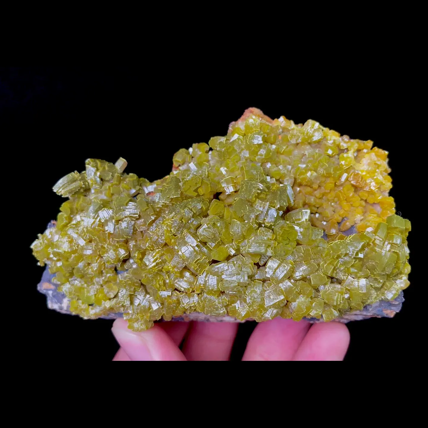 specimen video