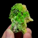 specimen video