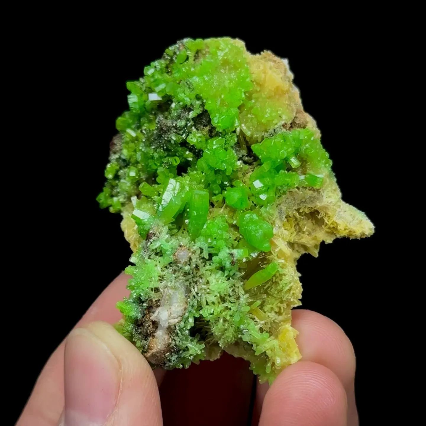 specimen video